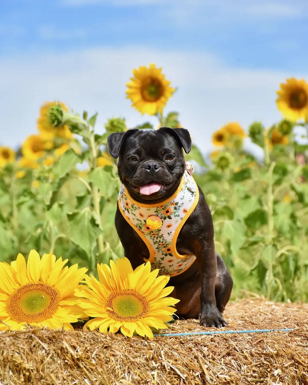 Velvet Harness // Sunflower Child